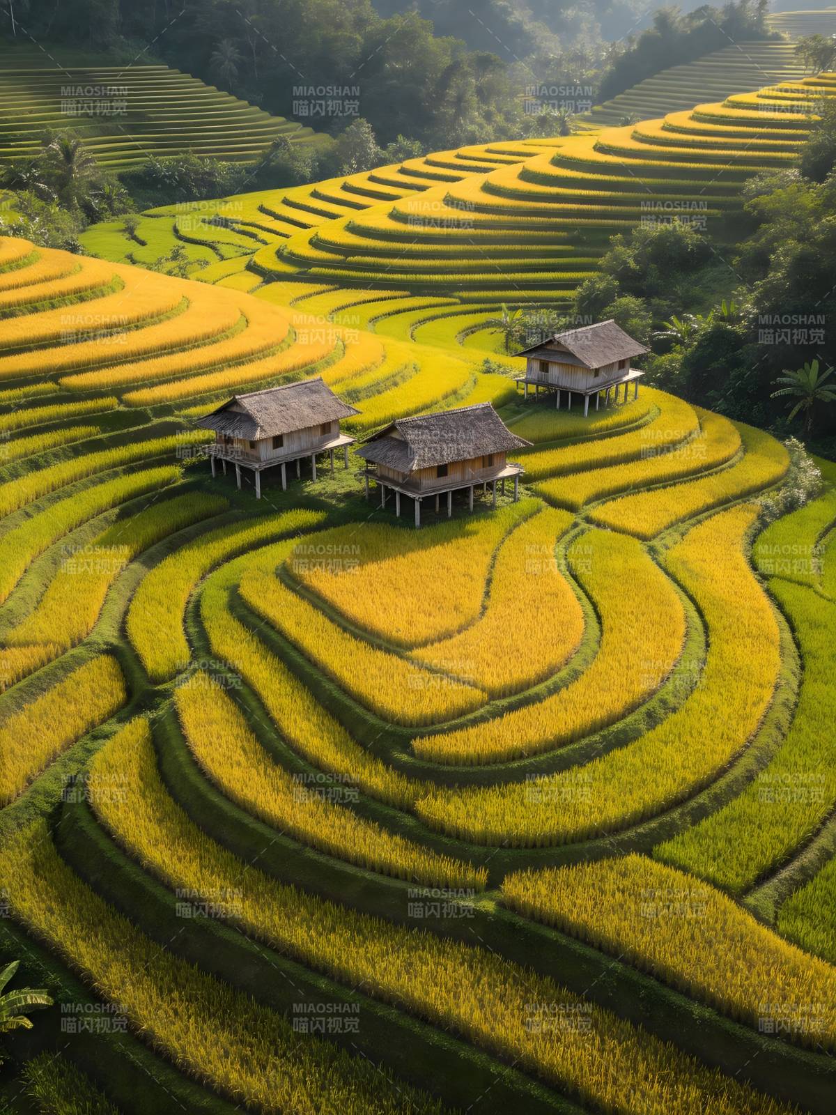 金色梯田上的小屋图片