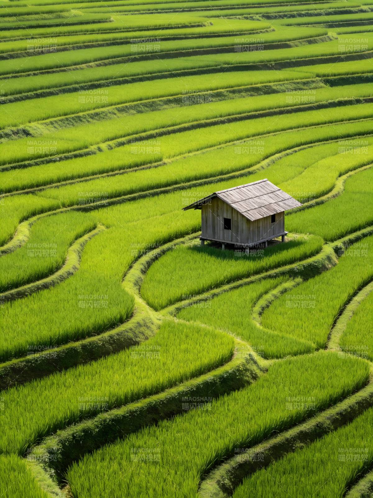 绿野梯田中的小木屋图片