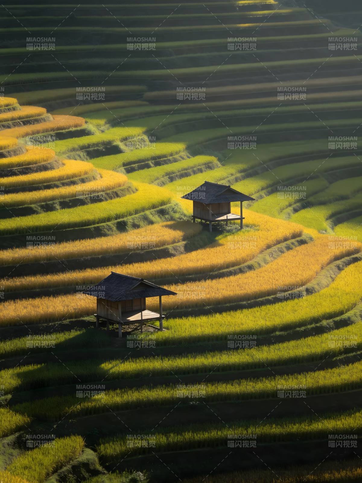 梯田小屋 光影如画图片