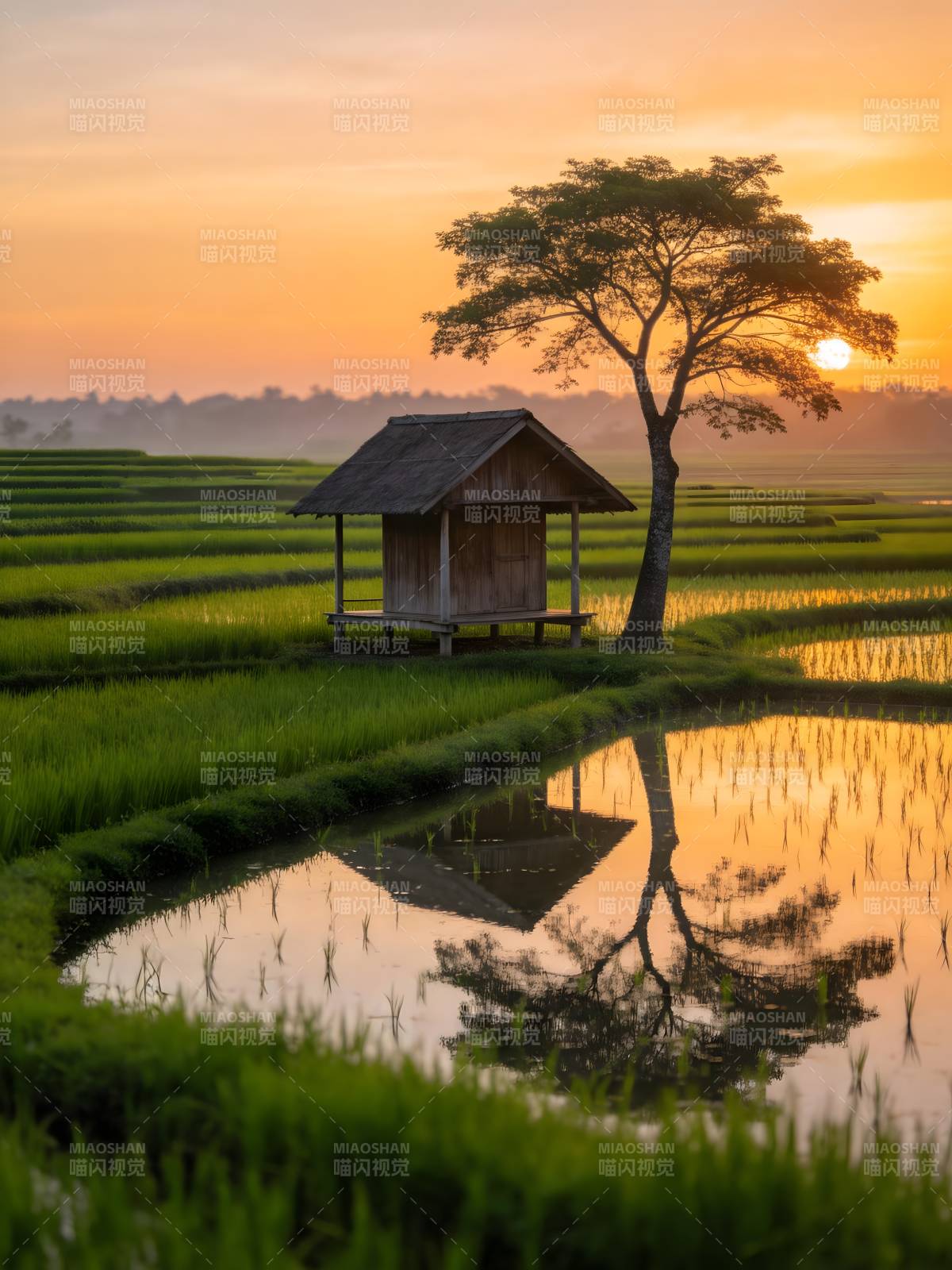 稻田夕照 树屋倒影如画图片