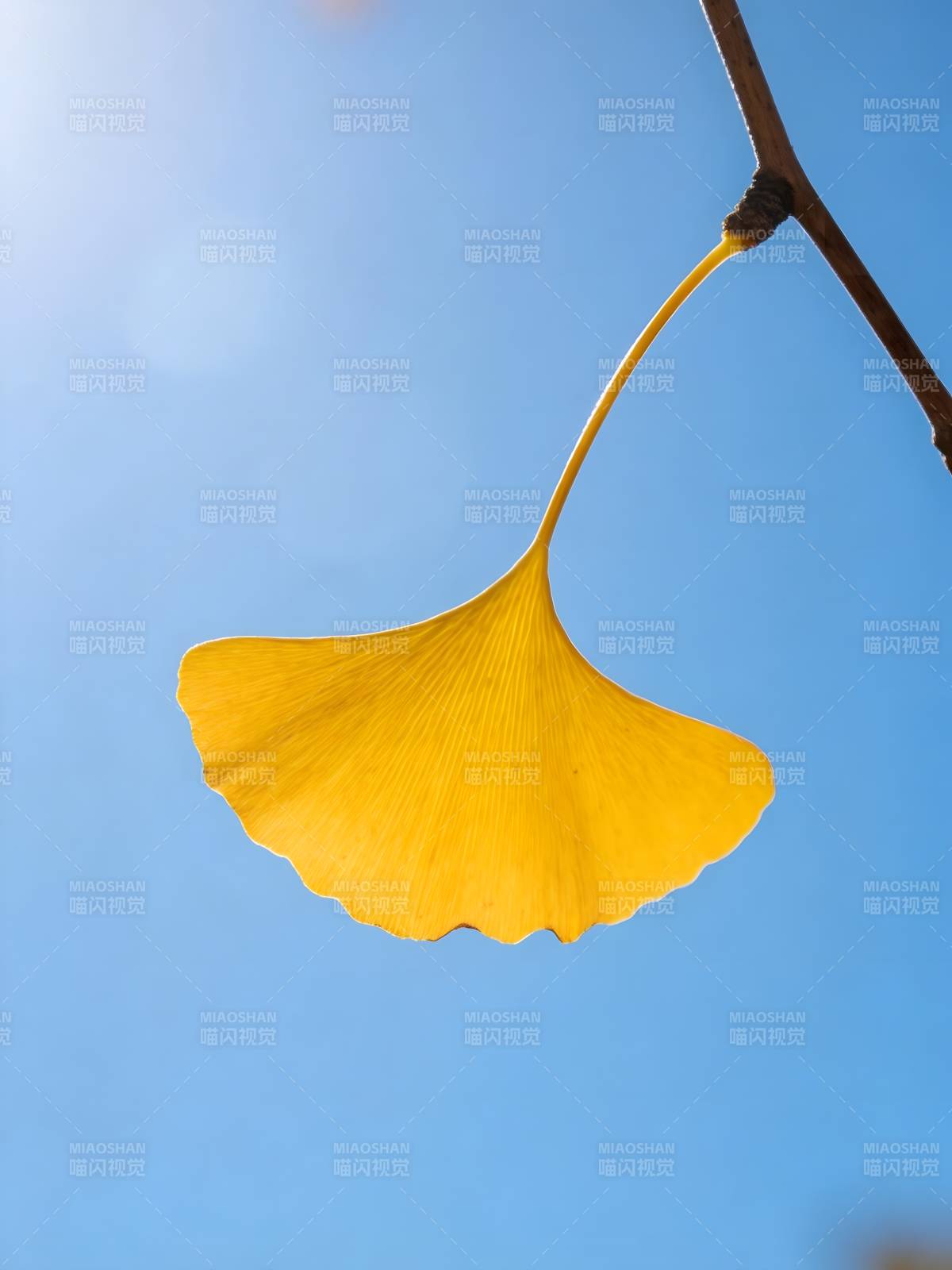 秋阳下的金黄银杏叶图片