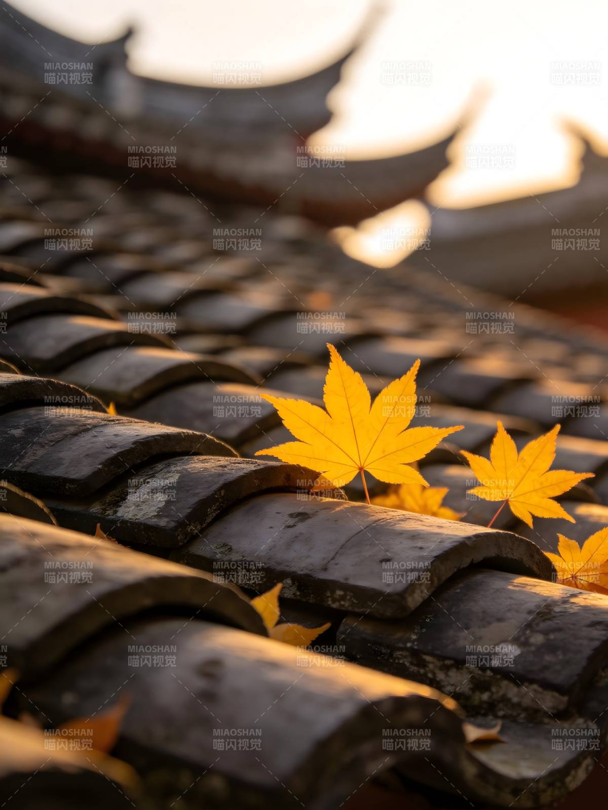 秋叶落古瓦 夕照染金黄图片