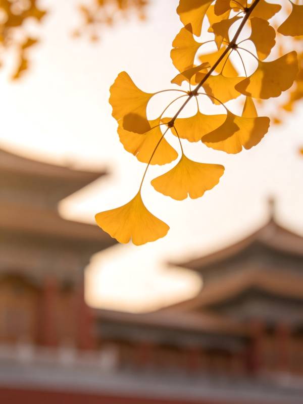 秋阳映古寺 银杏叶如金图片