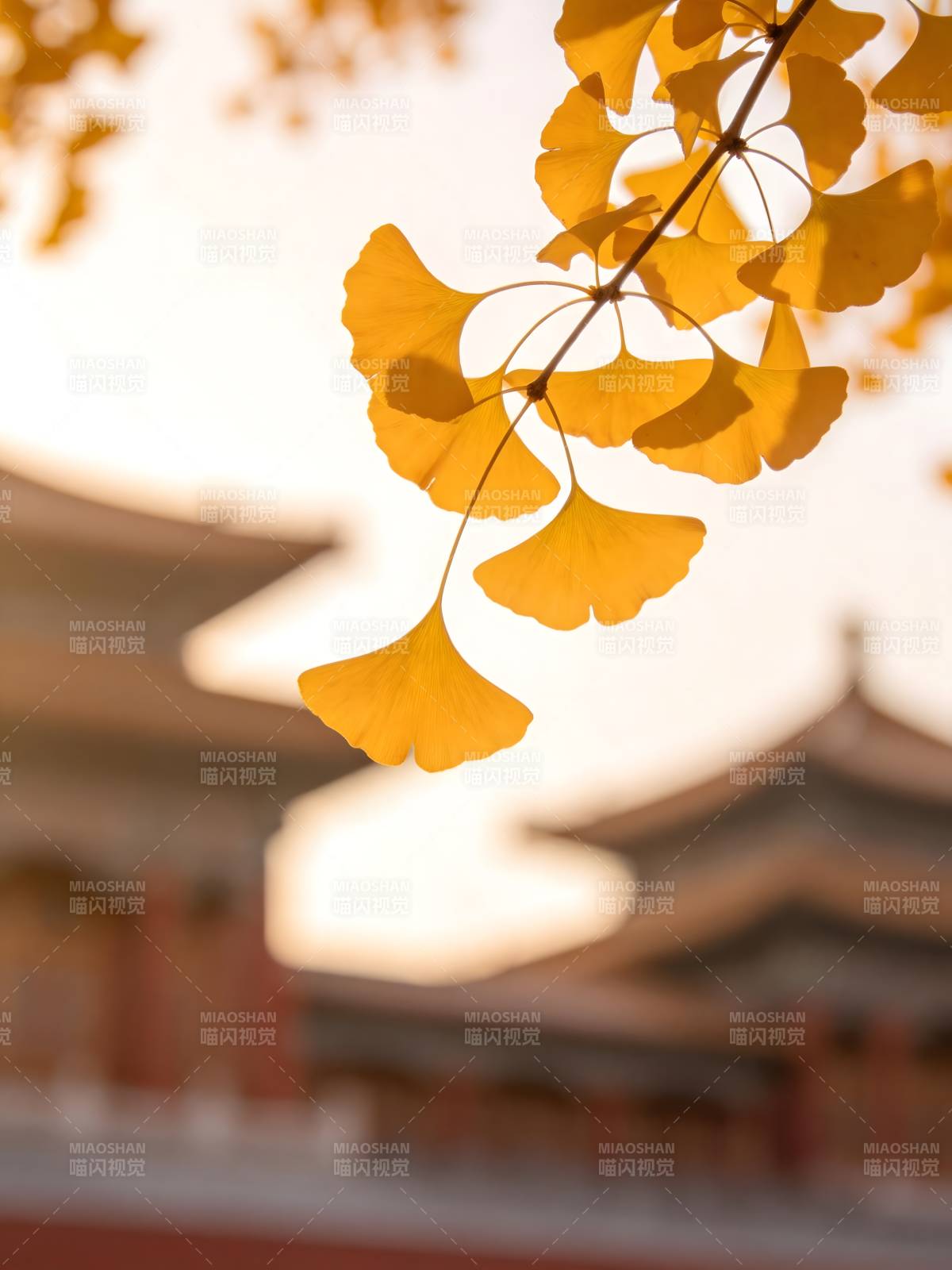 秋阳映古寺 银杏叶如金图片