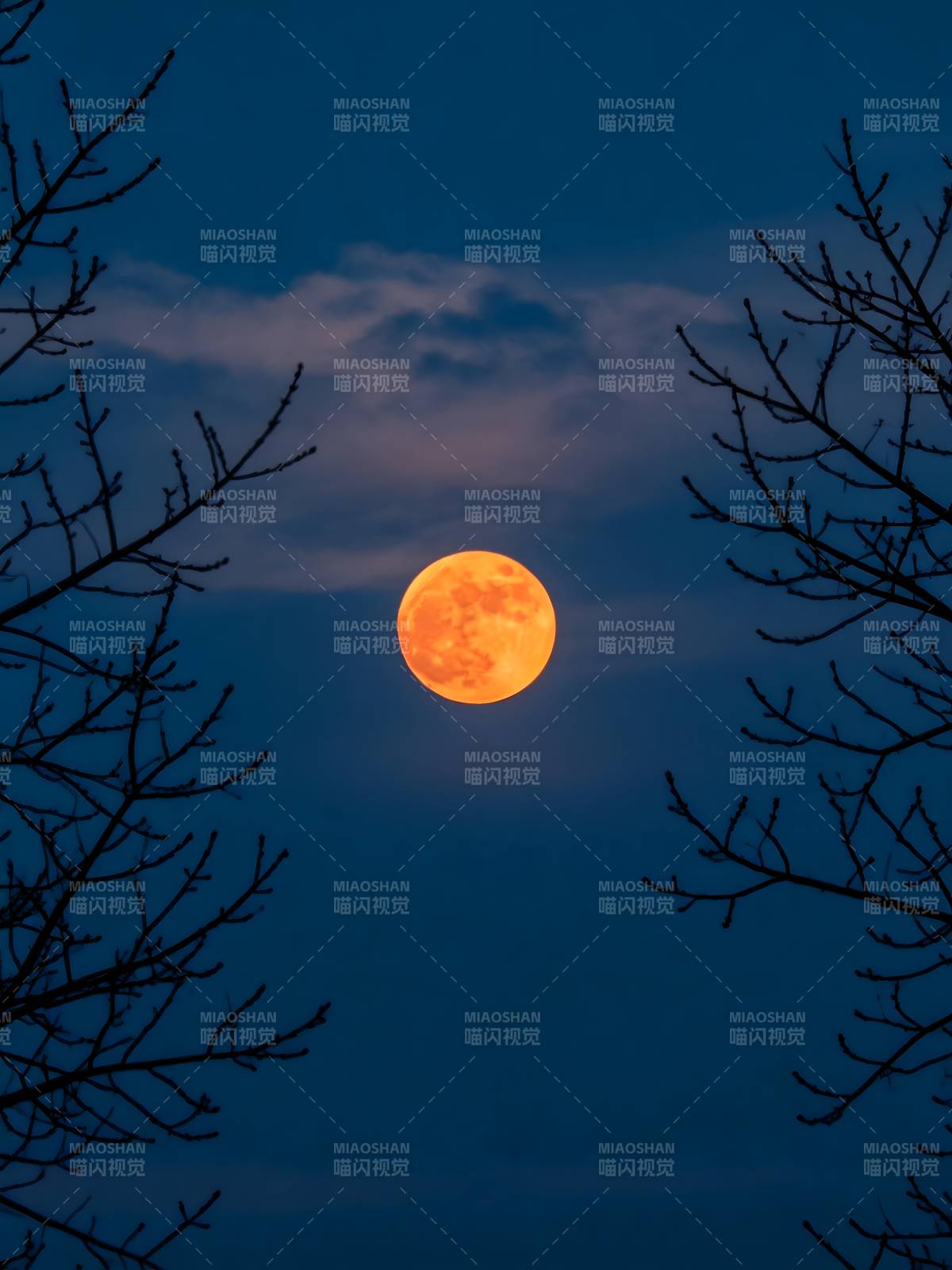 月挂枝梢 橙辉染夜空图片