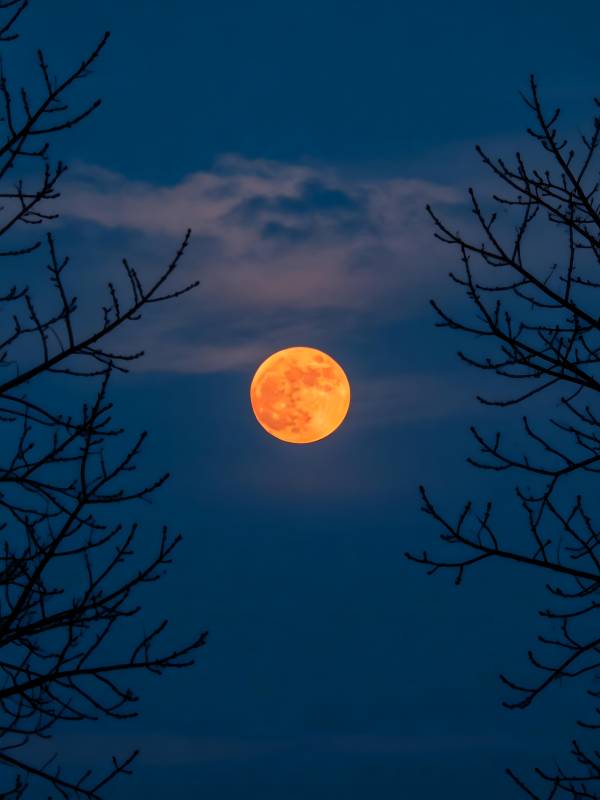 月挂枝梢 橙辉染夜空图片