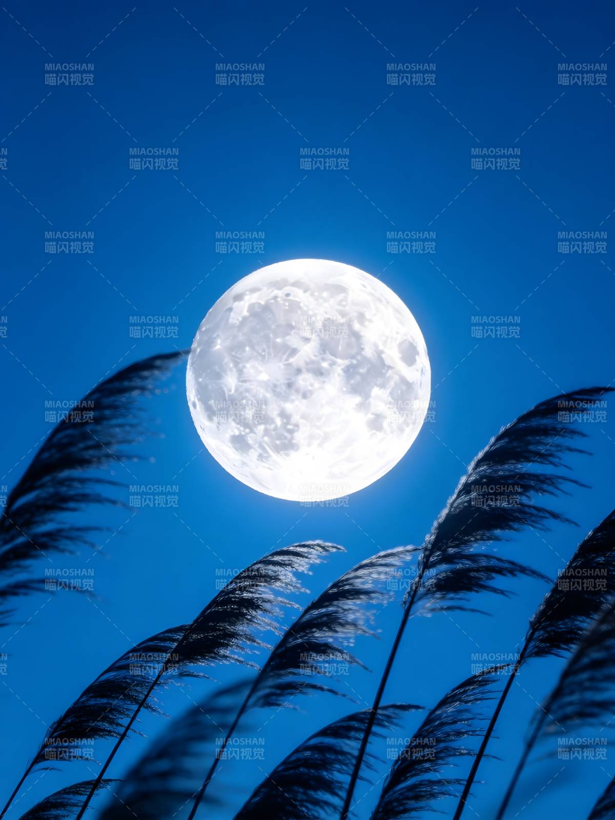 月照芦苇 夜静如诗图片