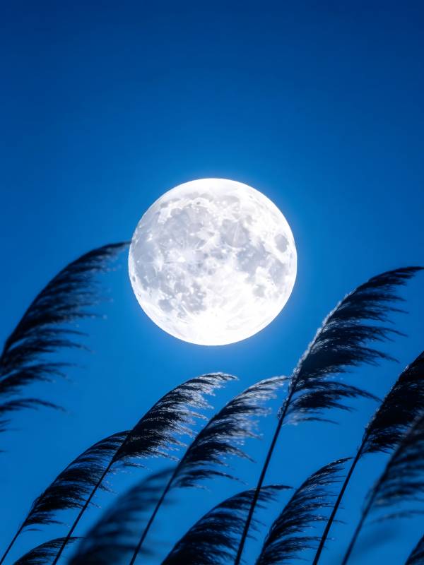 月照芦苇 夜静如诗图片