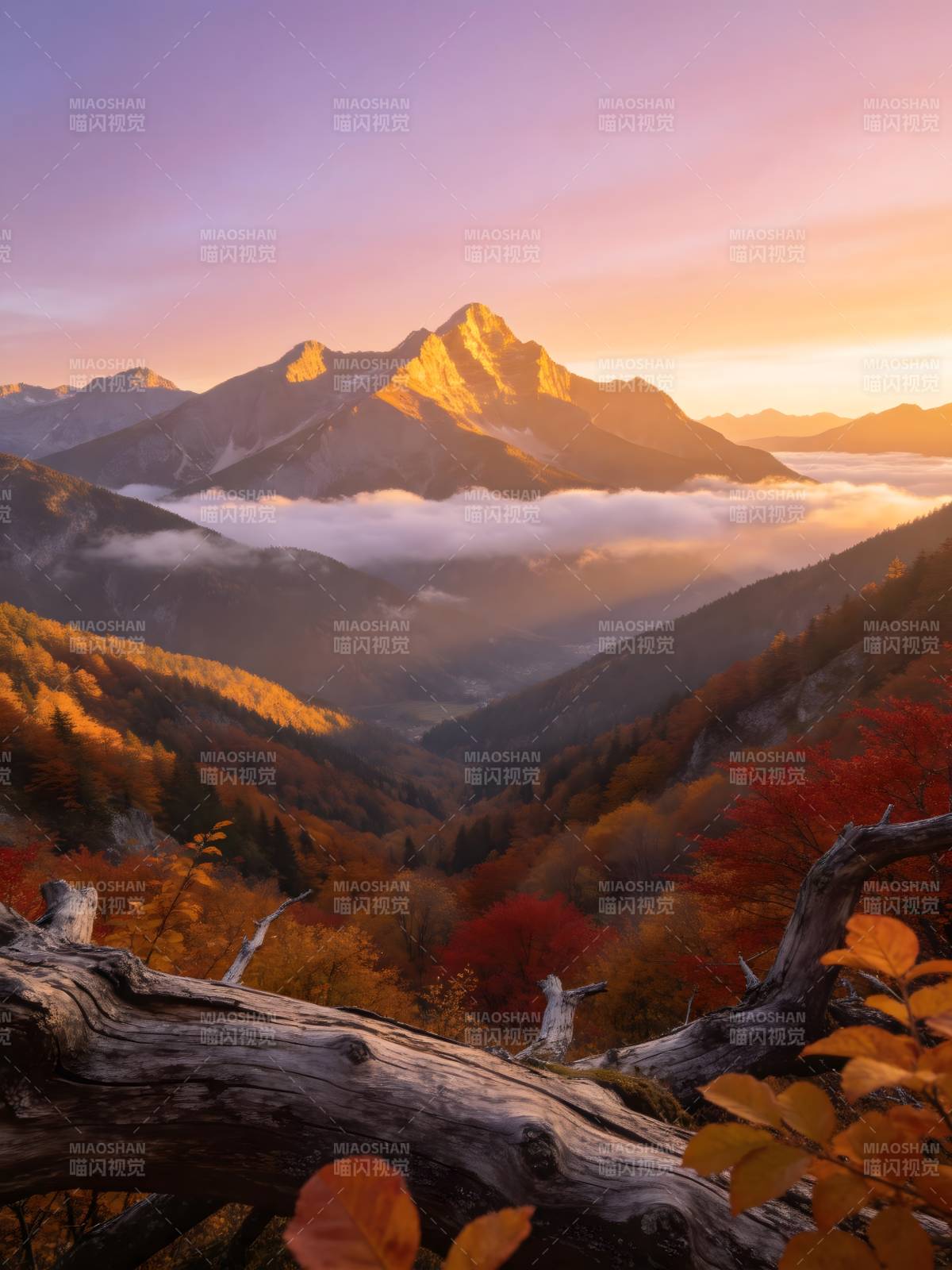 秋山云海 金峰映霞光图片