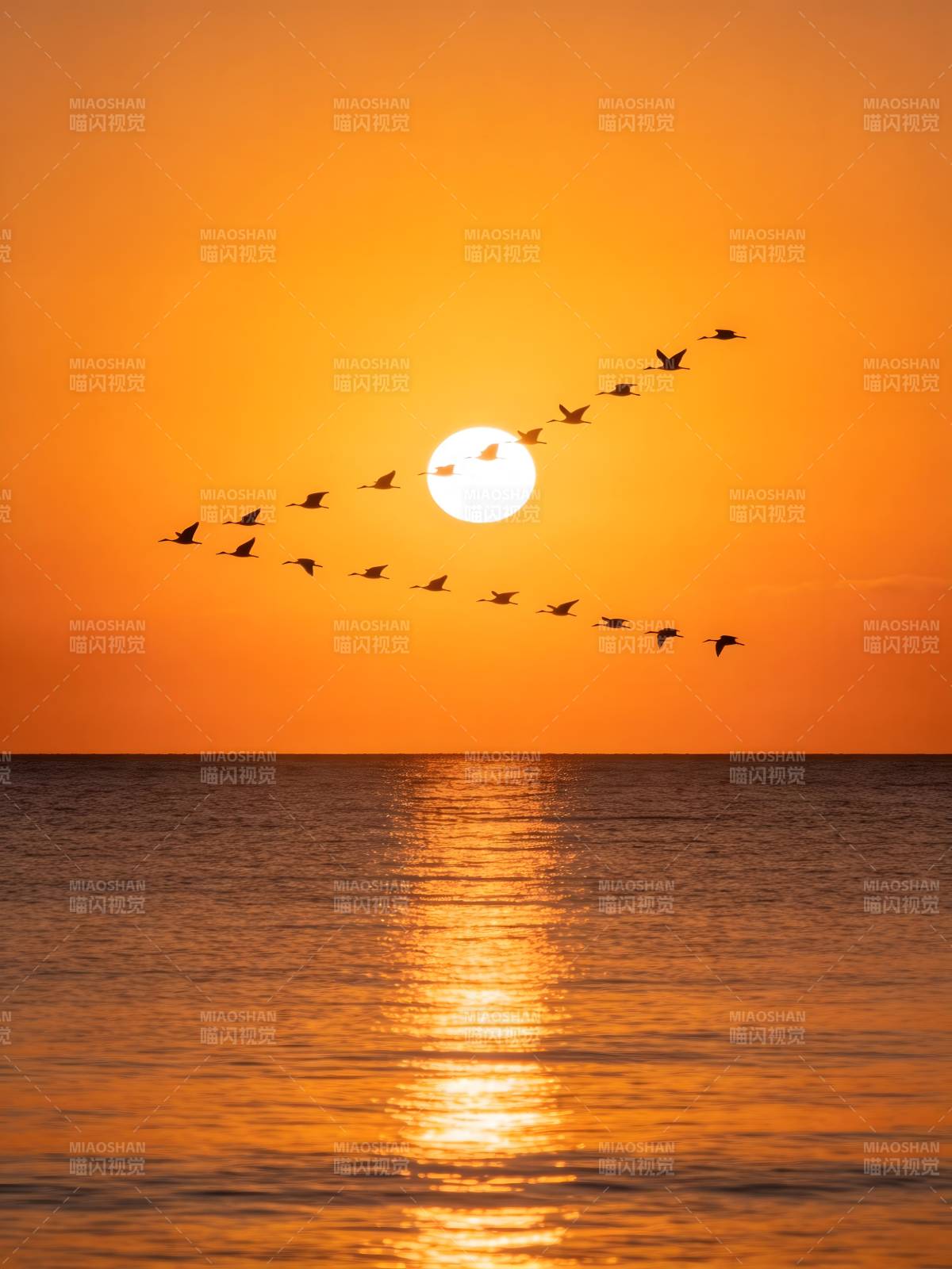夕阳雁阵 金海映霞光图片