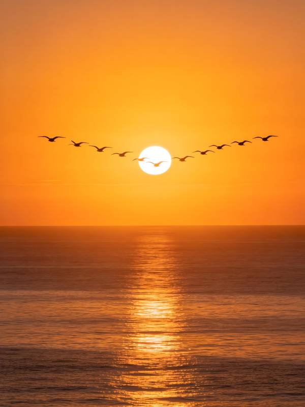 夕阳雁阵 金辉映海图片