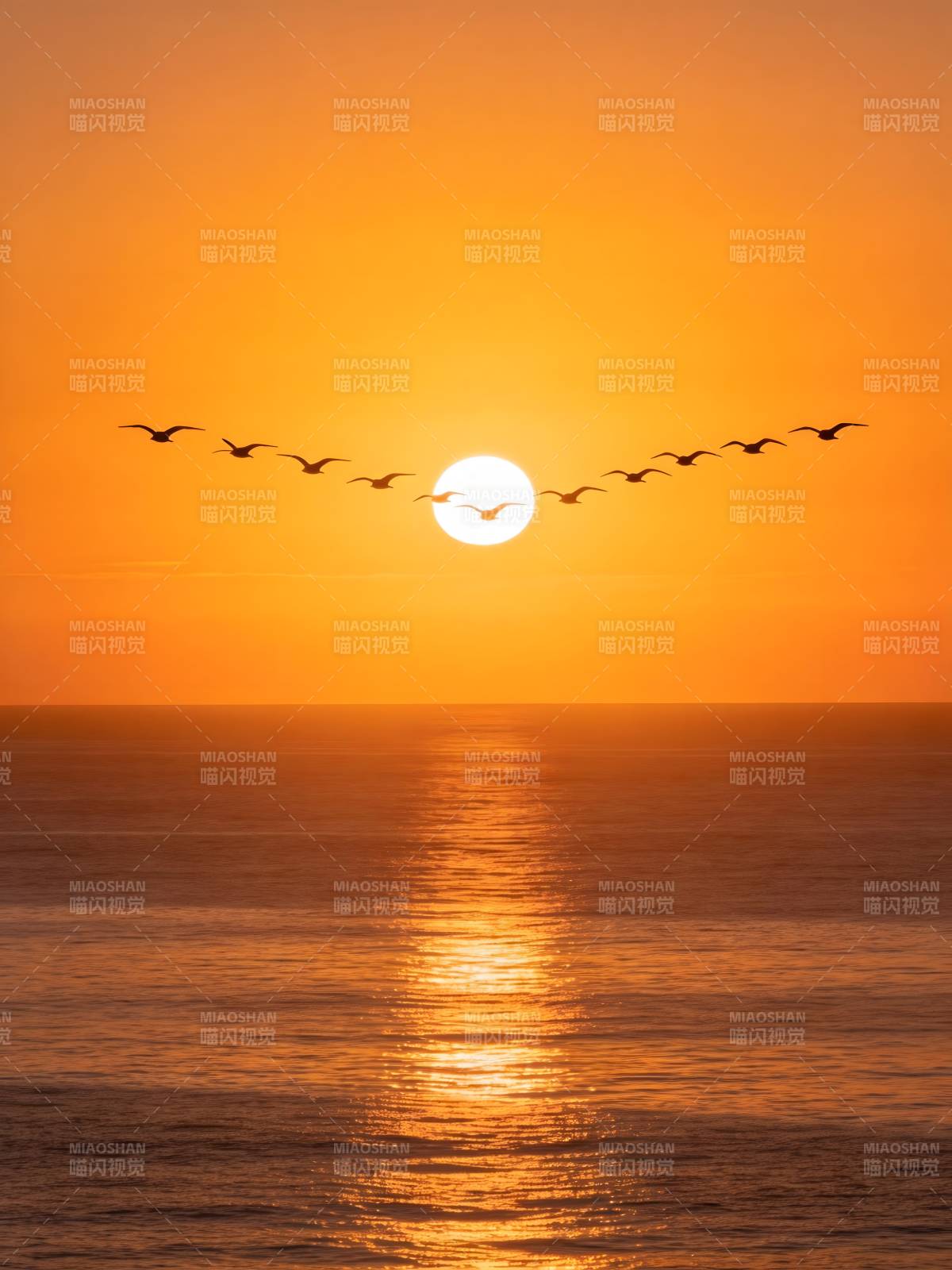 夕阳雁阵 金辉映海图片