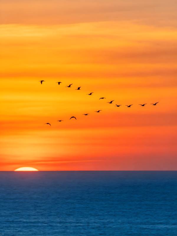 夕阳雁阵 海天共色图片
