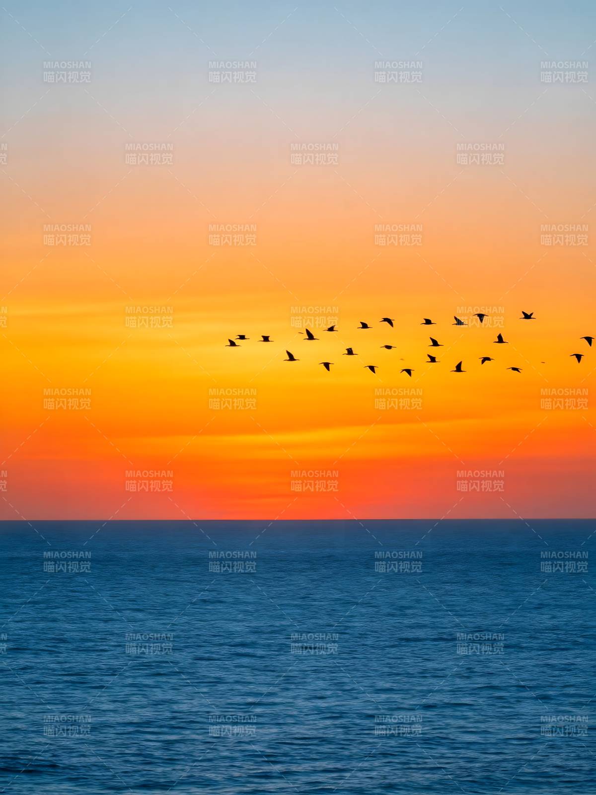 夕阳飞鸟 海天共色图片