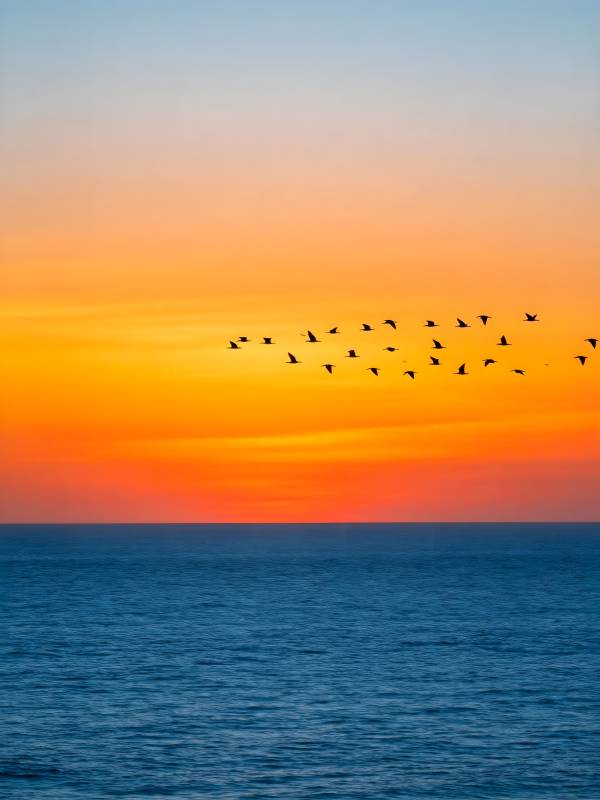 夕阳飞鸟 海天共色图片