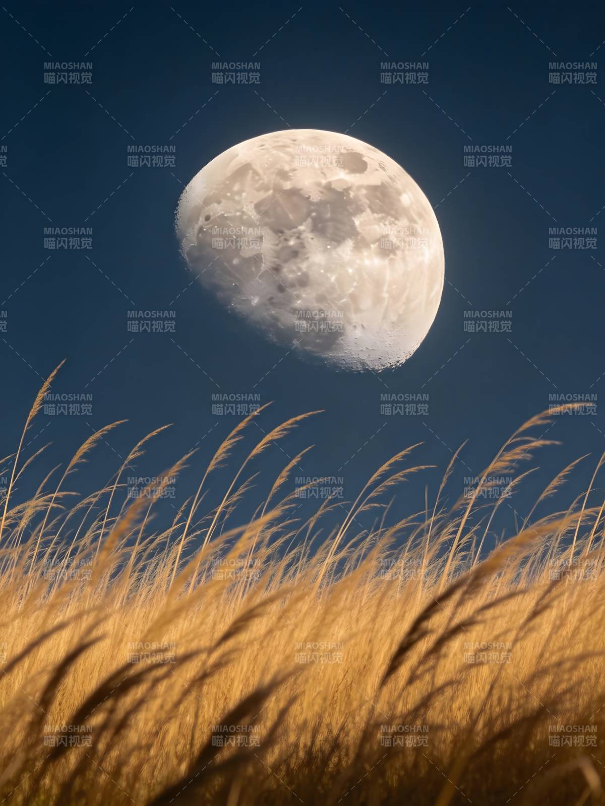 月照金草 静谧夜空图片