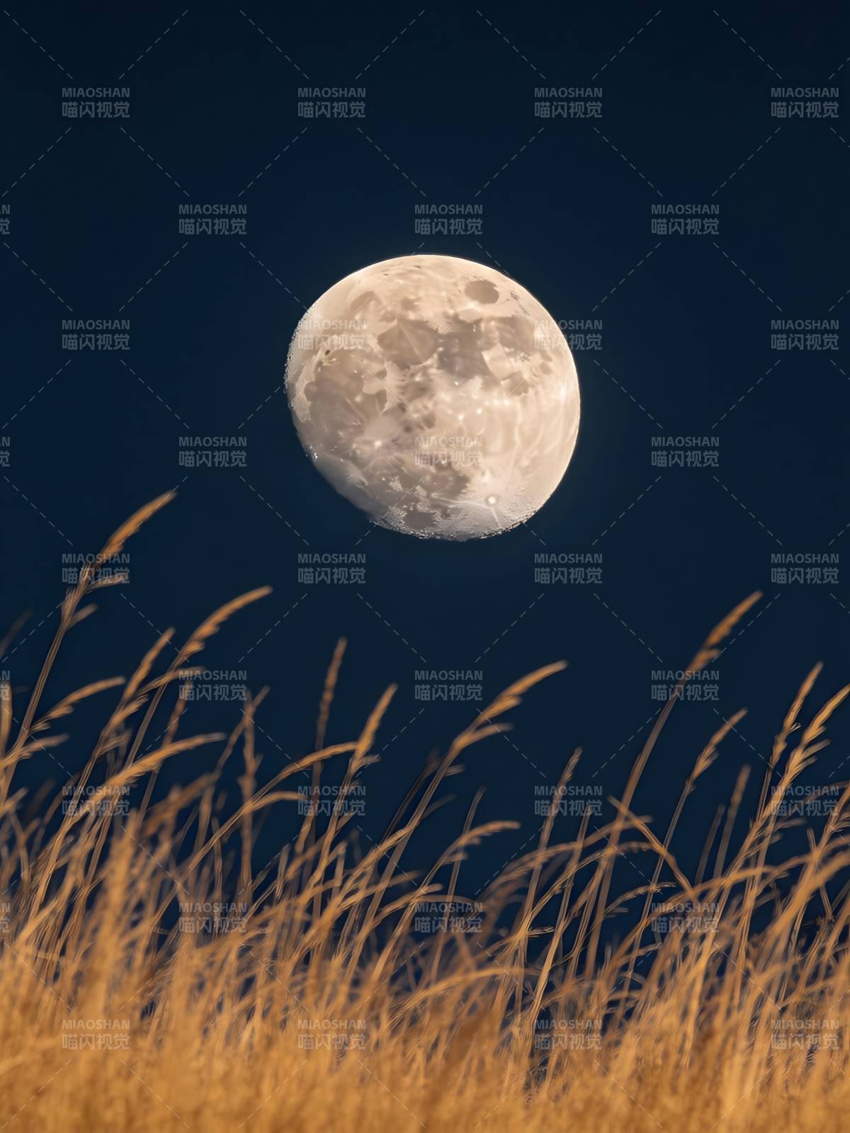 月照金草夜静谧图片