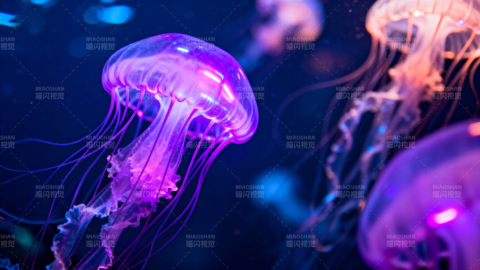 紫蓝水母梦幻游弋图片