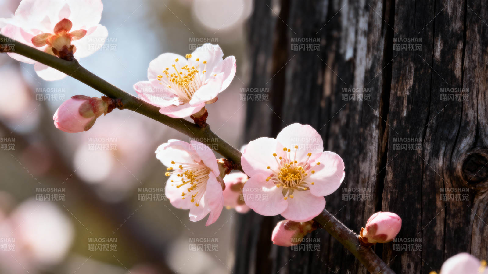 梅花倚木 春意初绽图片
