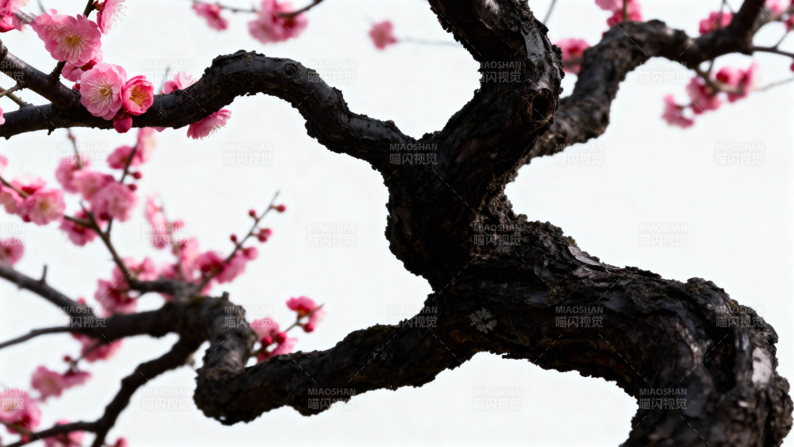 古梅虬枝绽粉花图片