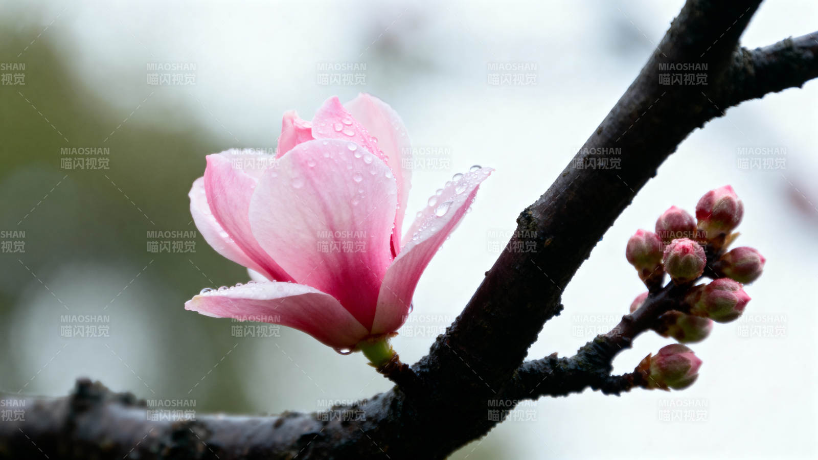雨后粉花绽枝头图片