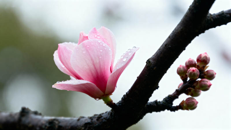 雨后粉花绽枝头图片