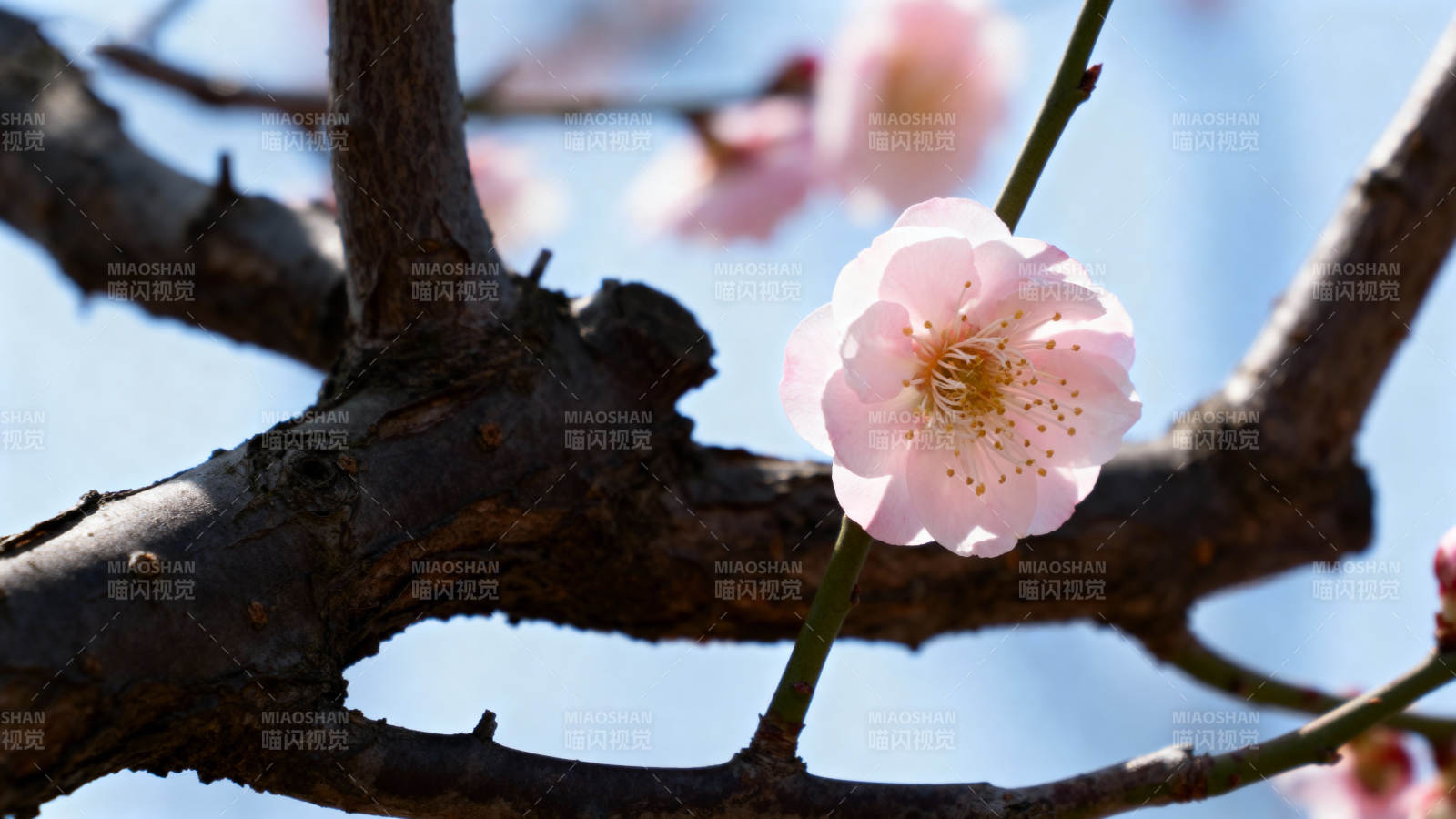 梅花初绽 枝头春意浓图片