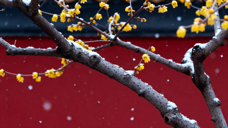 雪落黄梅映红墙图片