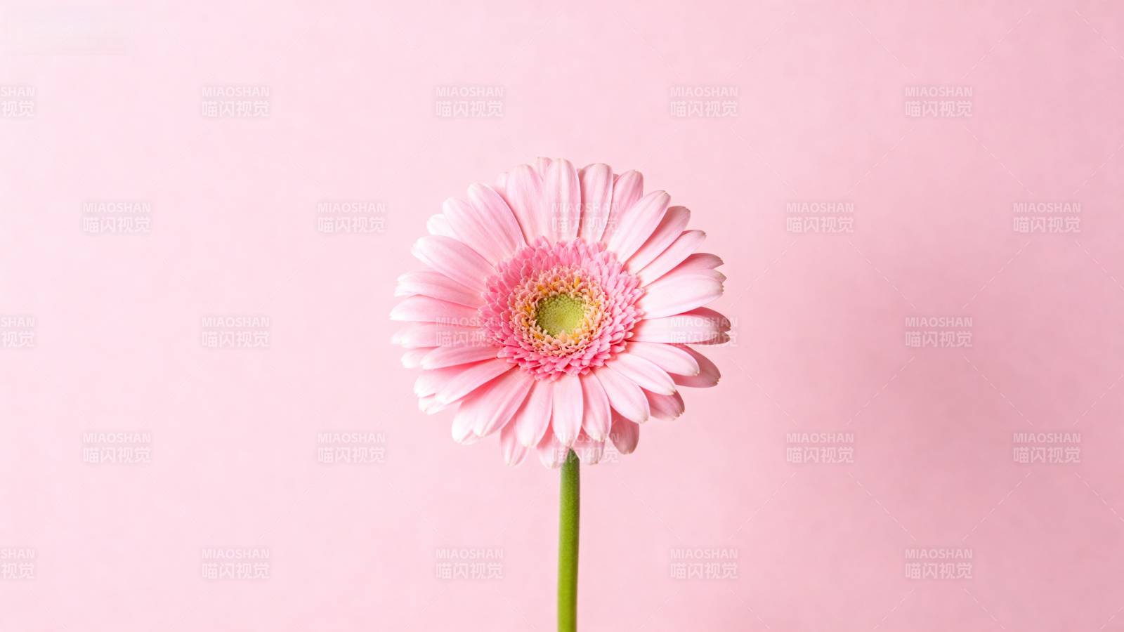粉嫩雏菊 温柔绽放图片