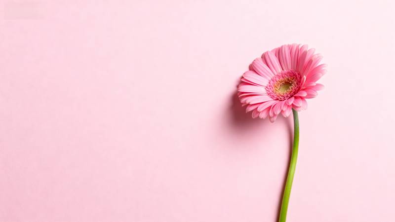 粉嫩雏菊 温柔绽放图片