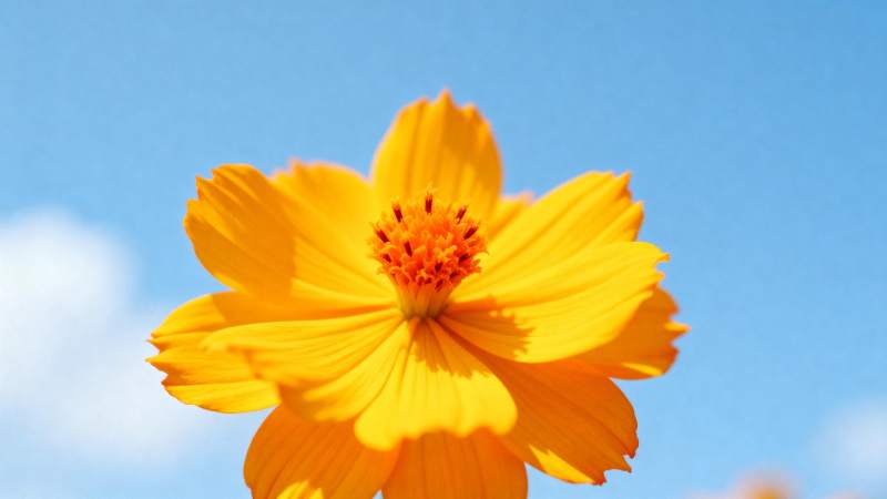 黄花映蓝天 灿烂如阳光图片