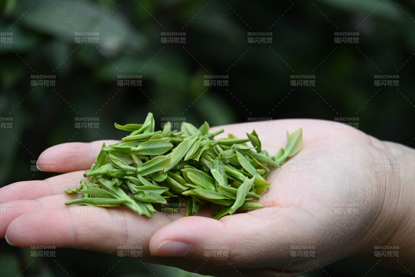 手捧嫩绿新茶芽图片