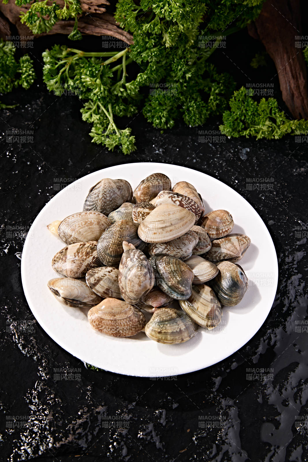 海鲜食材鲜活带壳花蛤图片