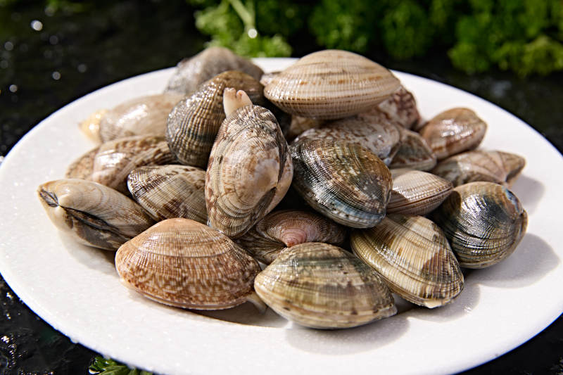 海鲜食材鲜活带壳花蛤图片
