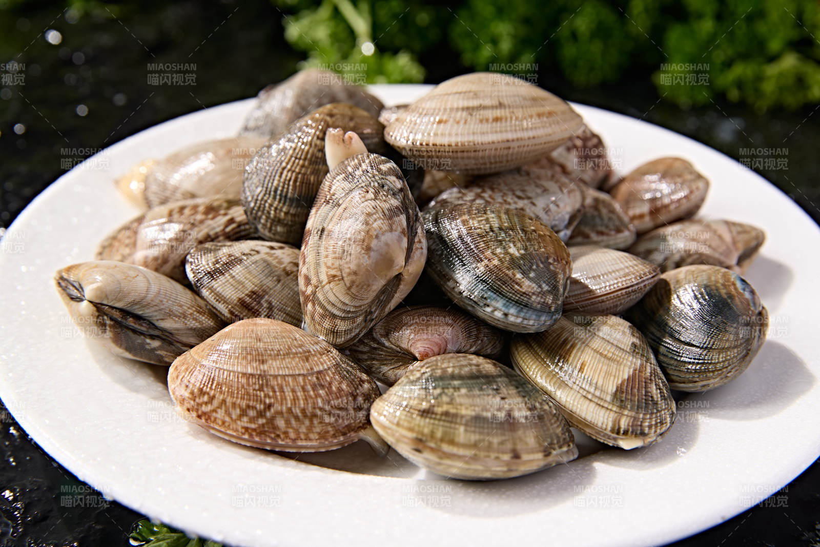 海鲜食材鲜活带壳花蛤图片