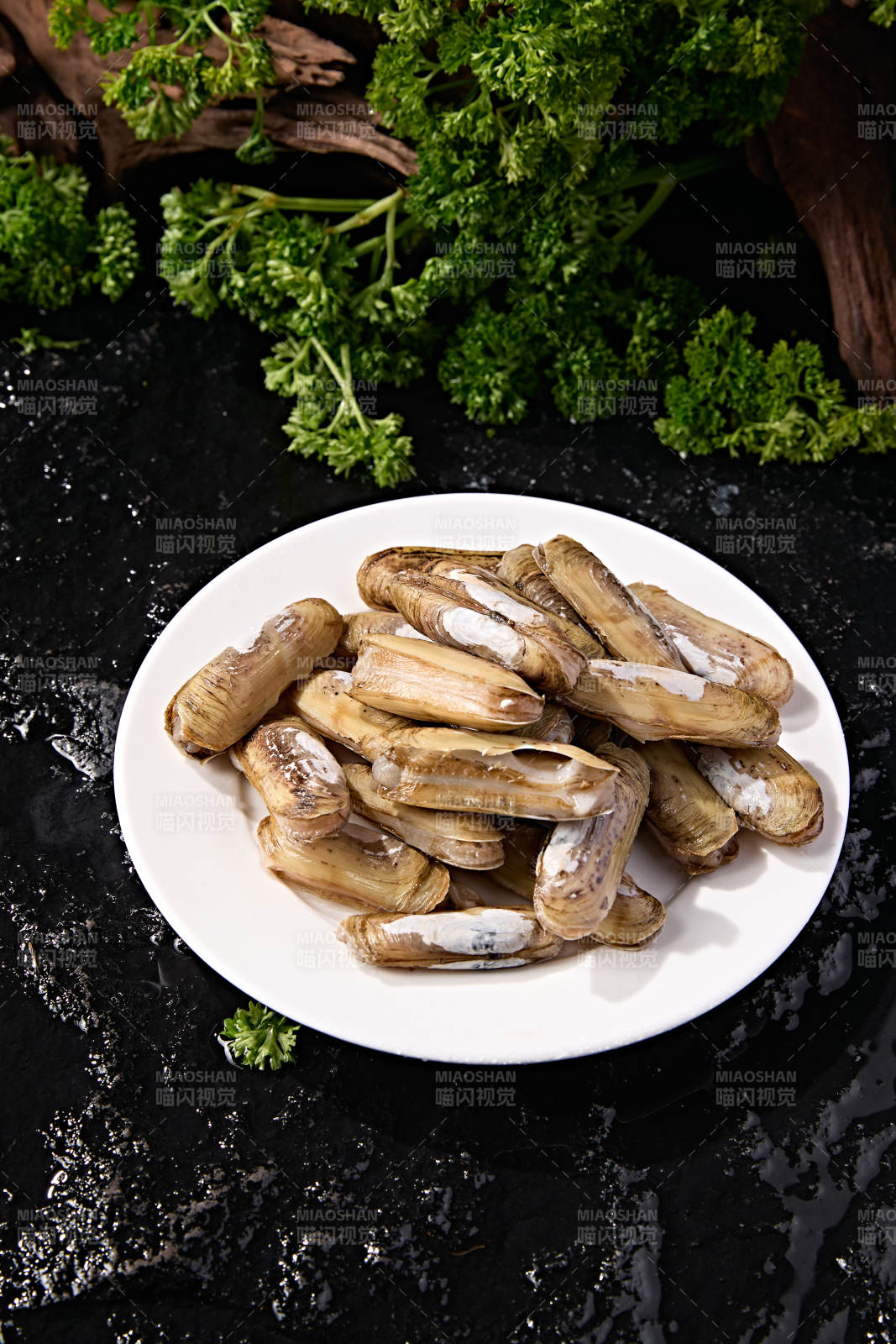 海鲜食材鲜活带壳蛏子图片