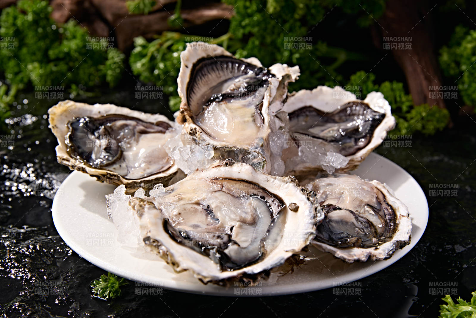 海鲜食材鲜活带壳生蚝刺身图片