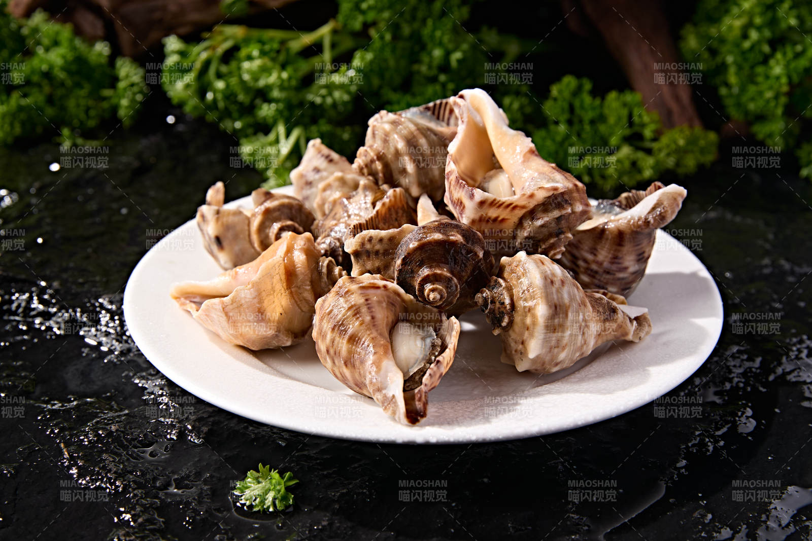 火锅烧烤海鲜食材开壳熟制大海螺图片