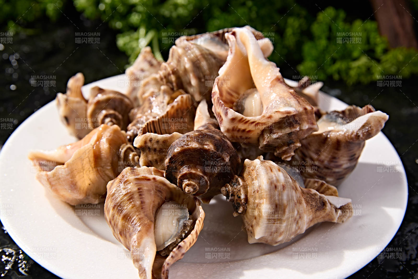 火锅烧烤海鲜食材开壳熟制大海螺图片
