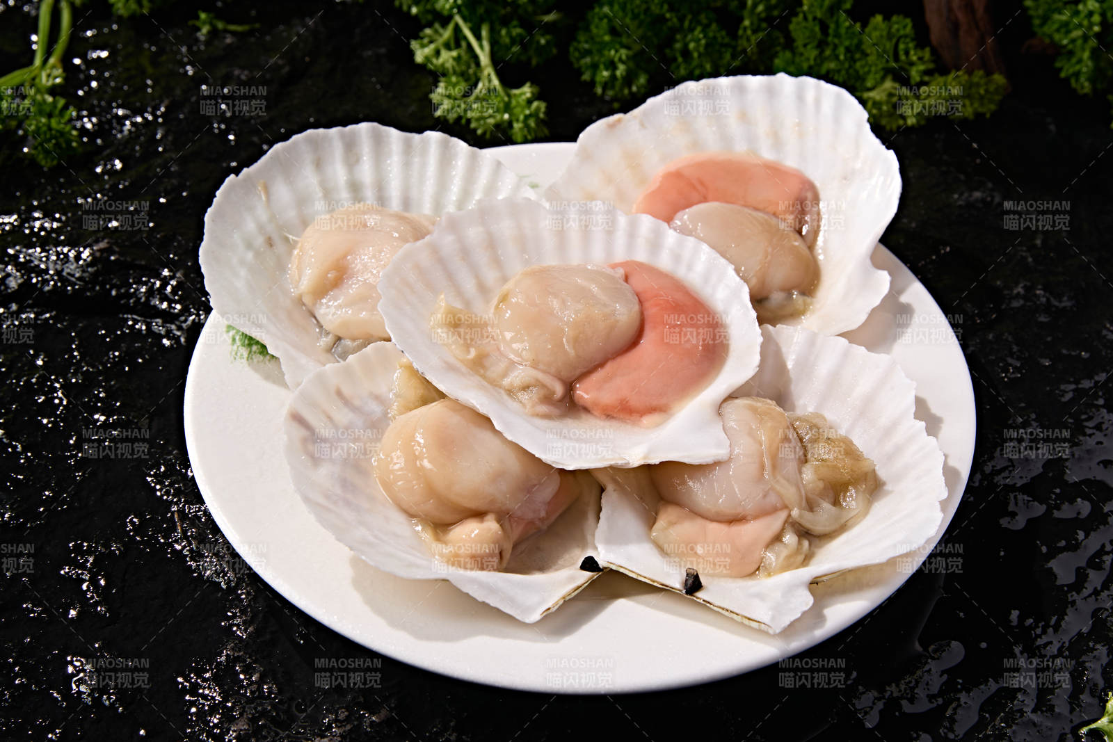 海鲜食材鲜活大扇贝图片