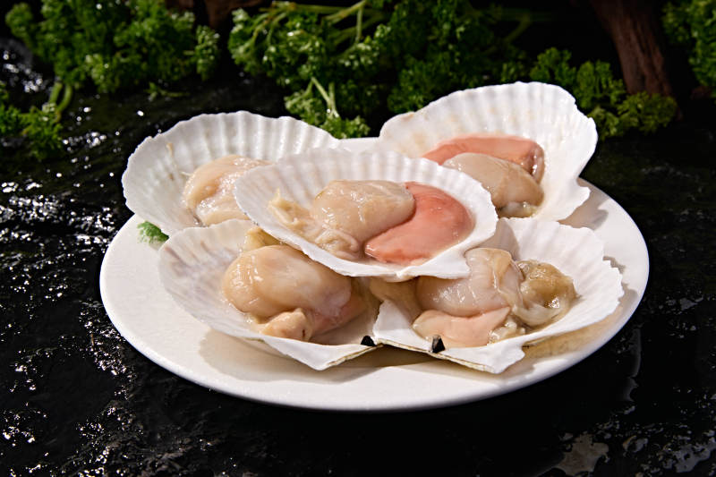 海鲜食材鲜活大扇贝图片