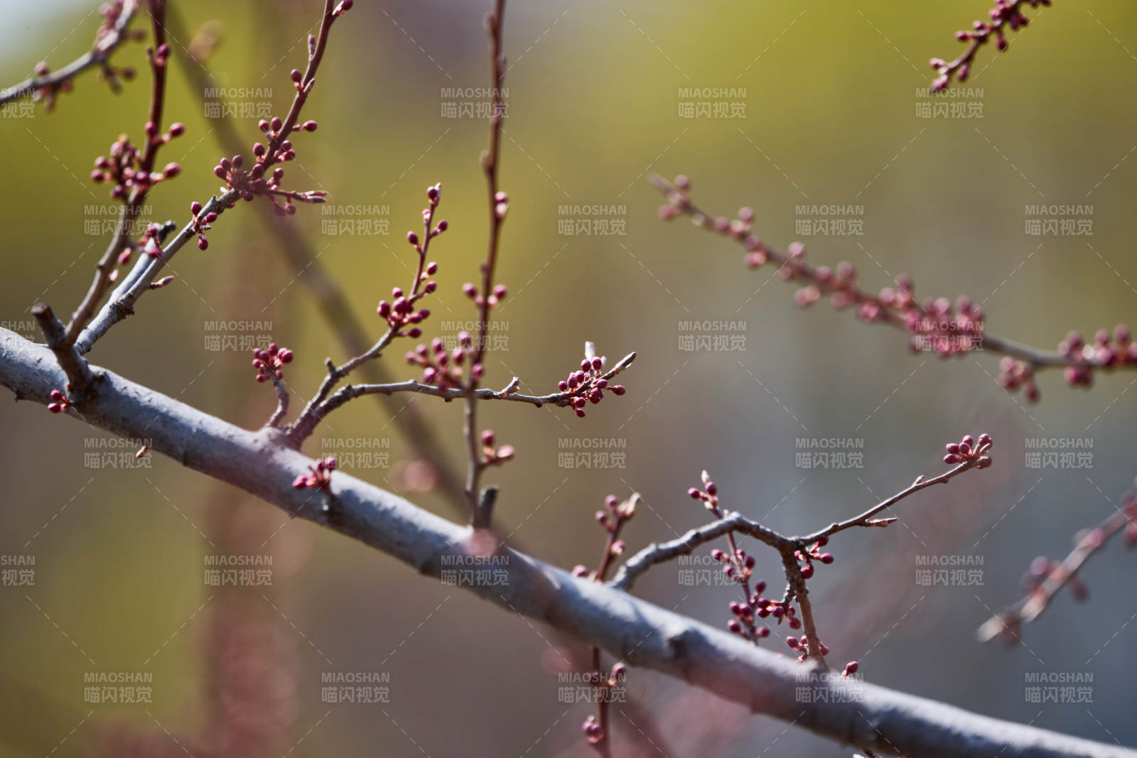 阳光下的桃树枝紫红色花苞微距特写图片