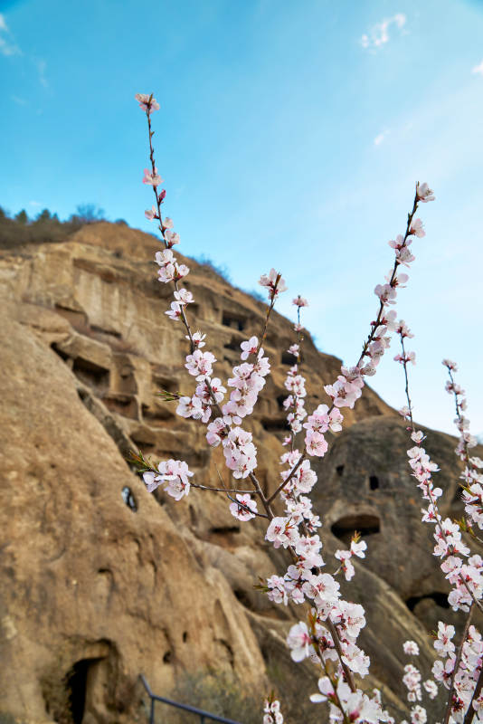 粉色山桃花衬托北京延庆古崖居窟遗址图片