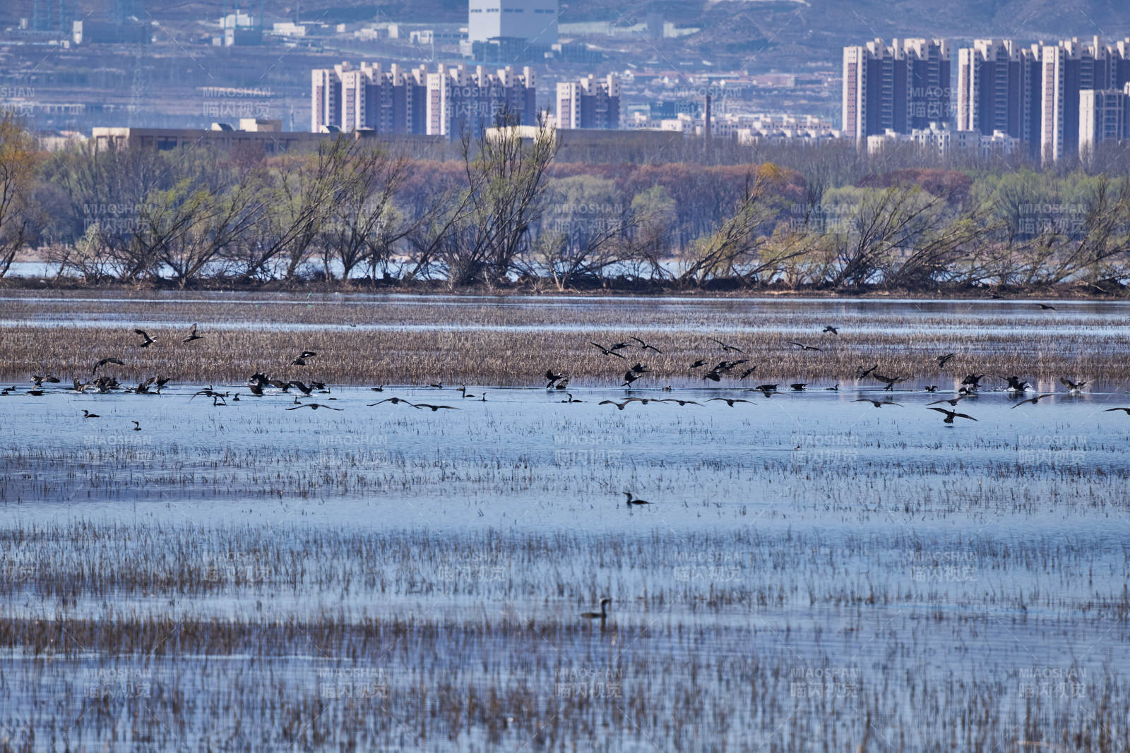 延庆野鸭湖湿地公园拍摄的野生涉禽鸟类图片
