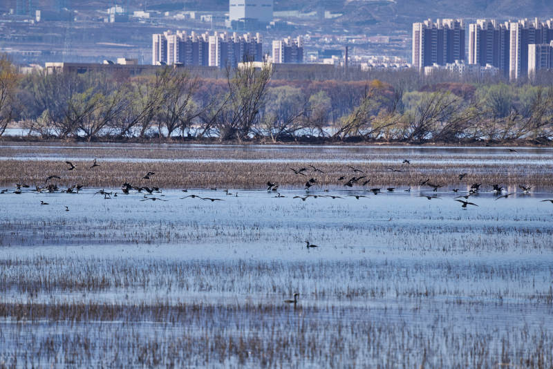 延庆野鸭湖湿地公园拍摄的野生涉禽鸟类图片