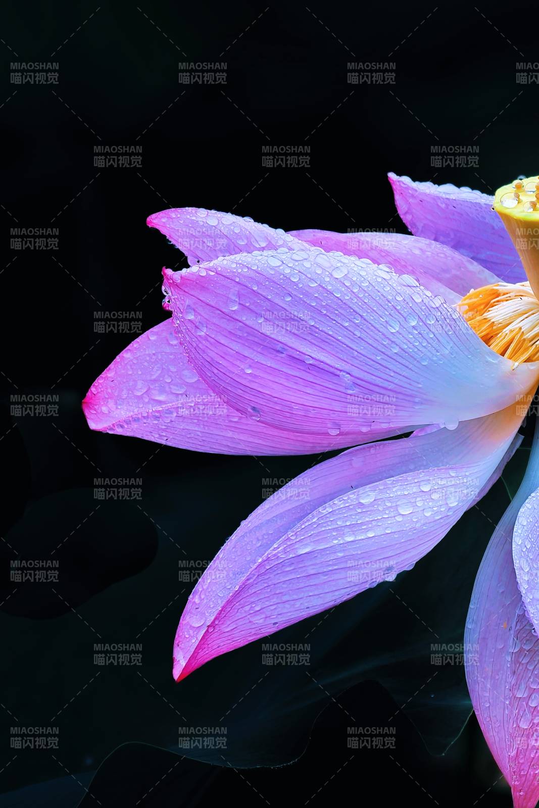 雨润粉莲 静绽幽香图片