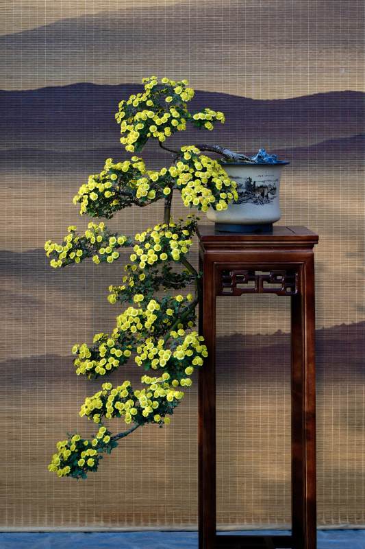 黄菊盆景映山景图片