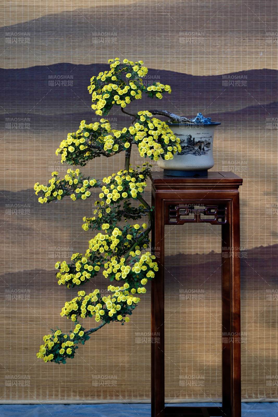 黄菊盆景映山景图片