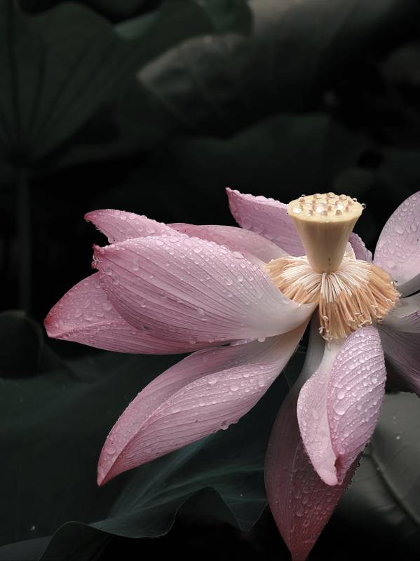雨滴粉莲 静美绽放图片