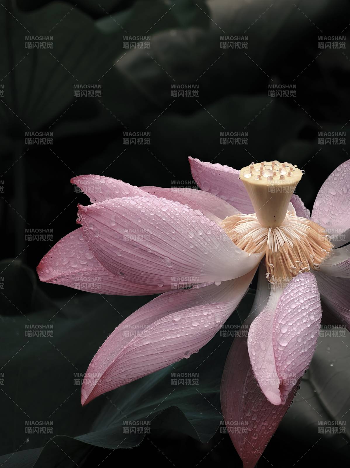 雨滴粉莲 静美绽放图片